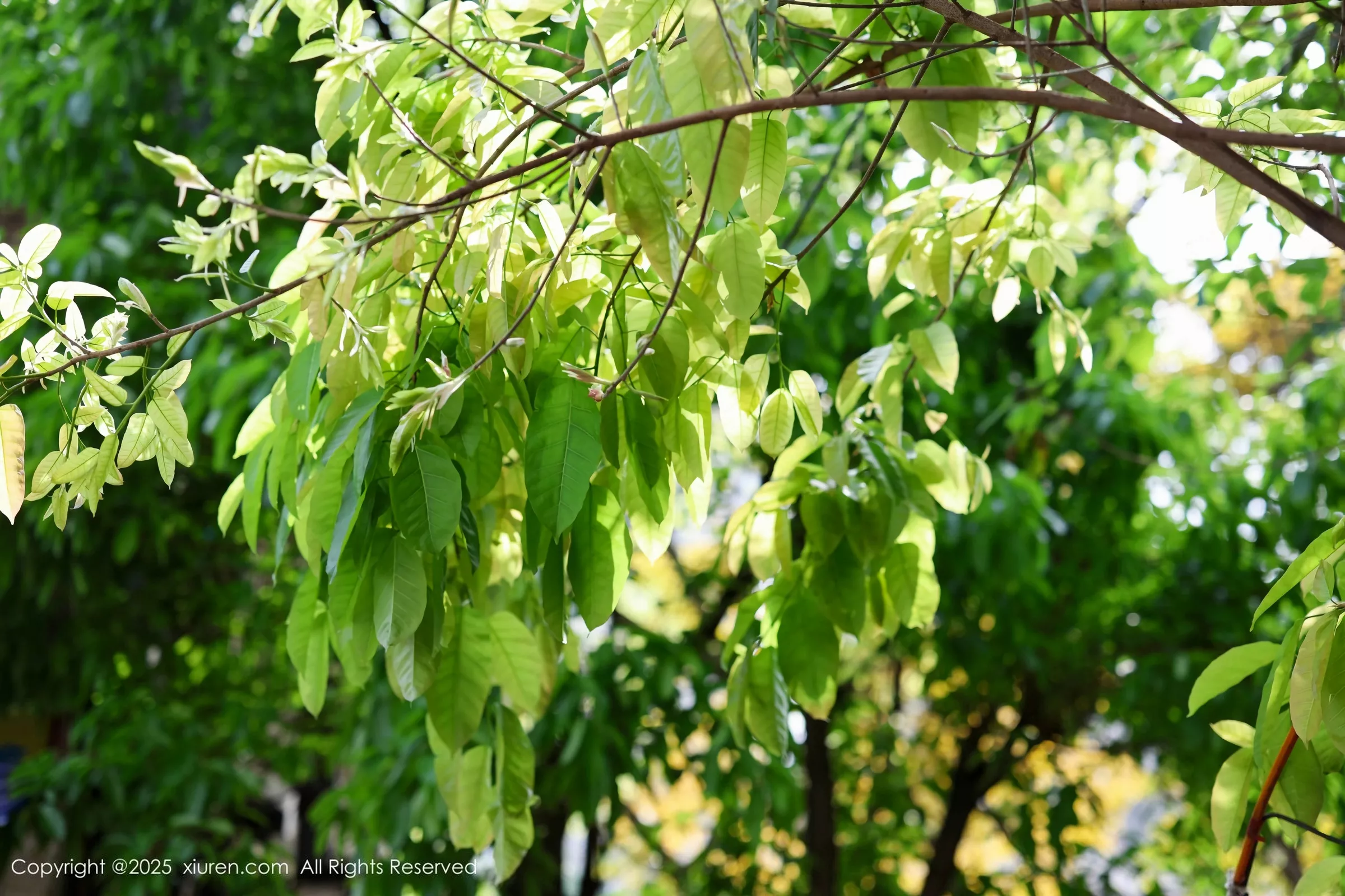 漂亮美女_茂木希子全集